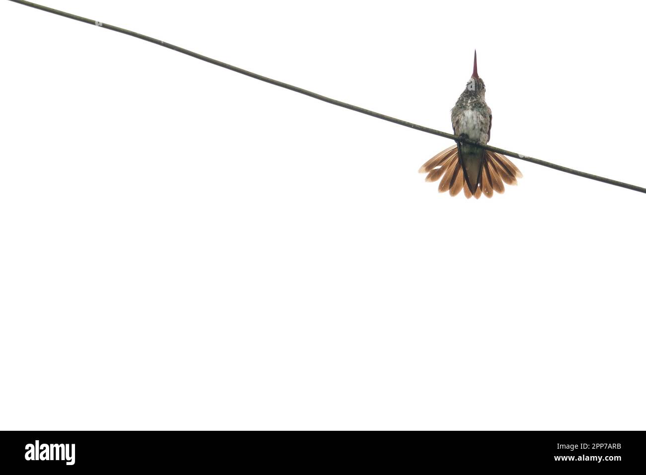 Basso angolo di tiro Coquette festivo uccello in piedi su filo elettrico con sfondo bianco isolato. Fotografia di uccelli per sfondi. Foto Stock