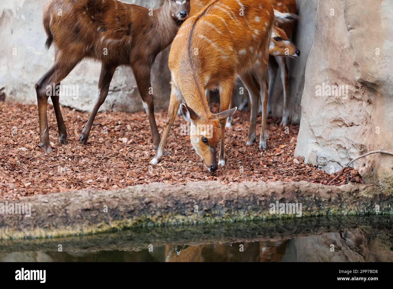 Bongos giovani orientali - Tragelaphus eurycerus - una foresta notturna erbivora ungulato con impressionante rosso-marrone mantello e Spiralled Horns. Foto Stock