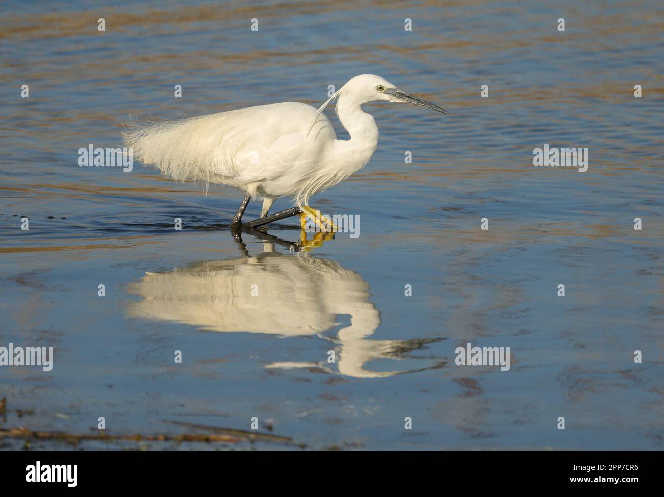 Piccola Egret (garzetta di Egretta) pesca alla palude di Marazio Foto Stock