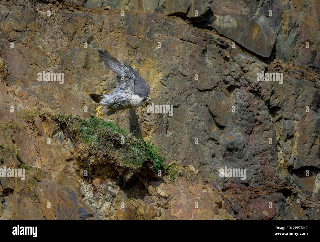 Peregrine Falcon, che si lancia dalla scogliera su potenziali preda avvistanti Foto Stock