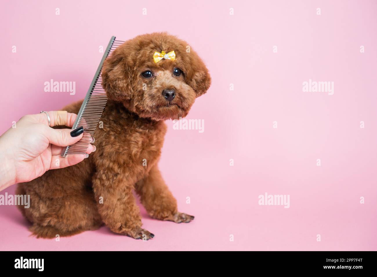 Donna che pettina un mini barbone su uno sfondo rosa. Foto Stock