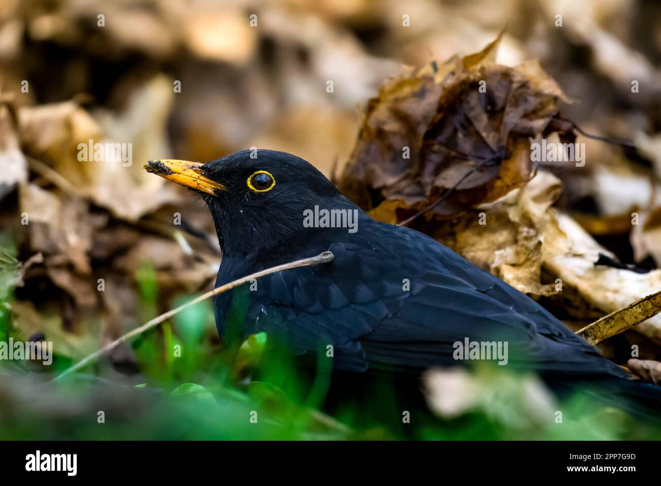 Uccello nero comune con fango sul suo becco sul terreno tra foglie d'autunno ingiallite Foto Stock