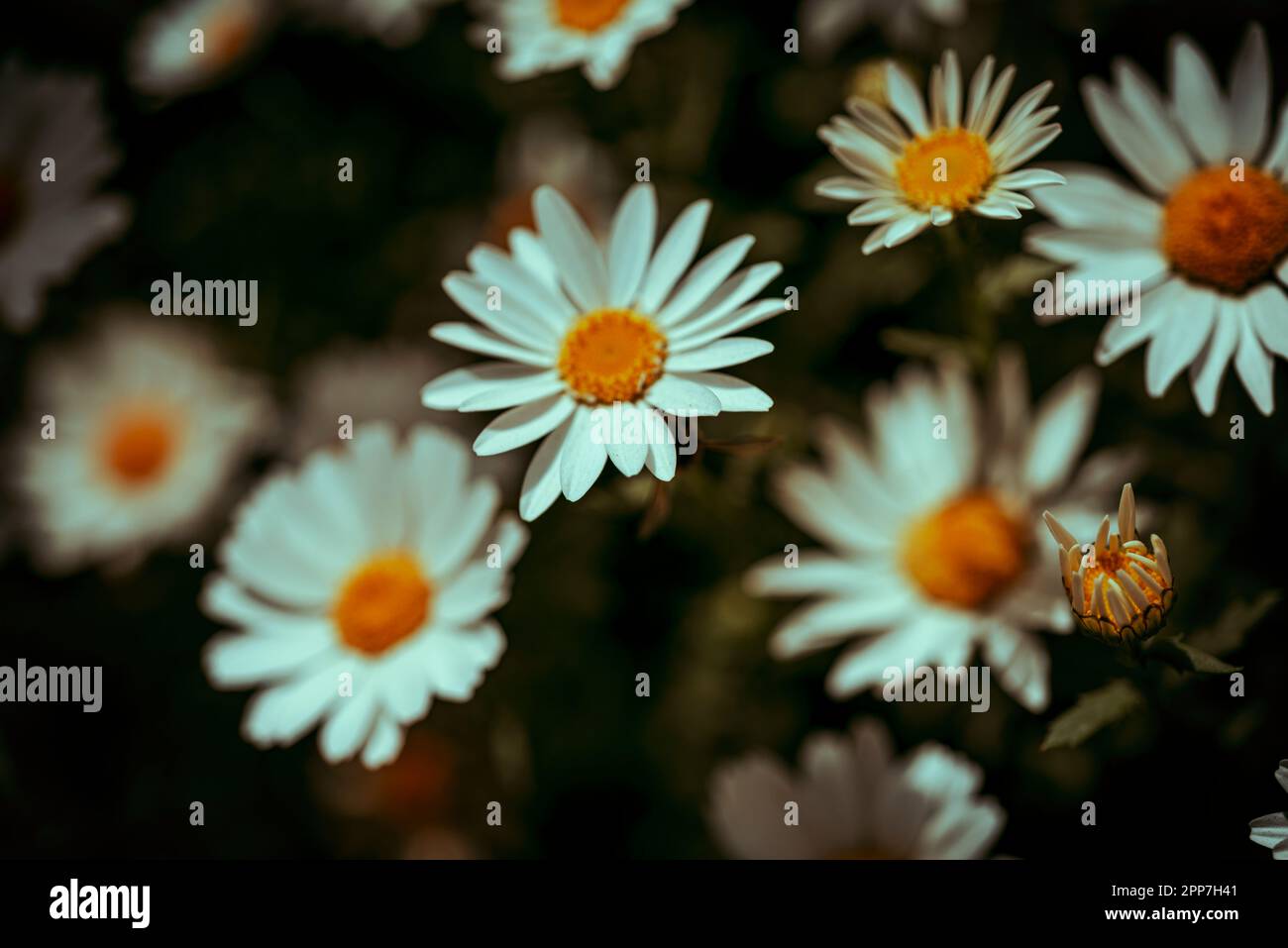 immagini di margherite selvatiche nel giardino con sfondo sfocato natura e macro fotografia Foto Stock