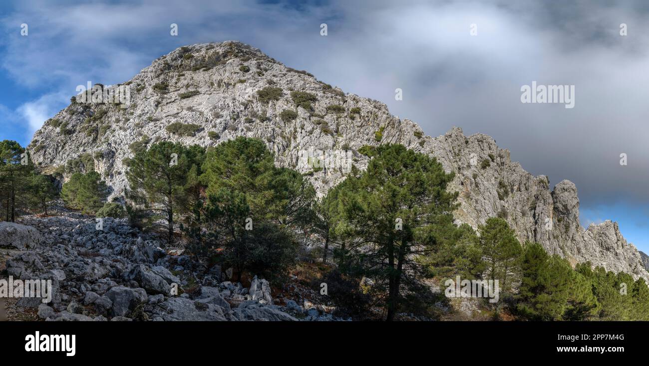 Parque Nacional de la Sierra de Grazalema. Provincia di Cadice. Andalucía Foto Stock