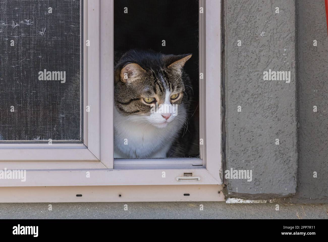 Gatto Tabby con bianco, guardando fuori una porta aperta, a schermo scorrevole di una casa, casa cittadina o appartamento. Foto Stock