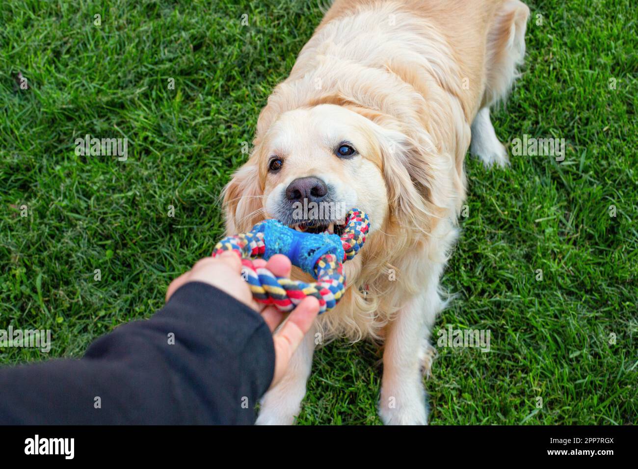 Il golden retriever cane Foto Stock