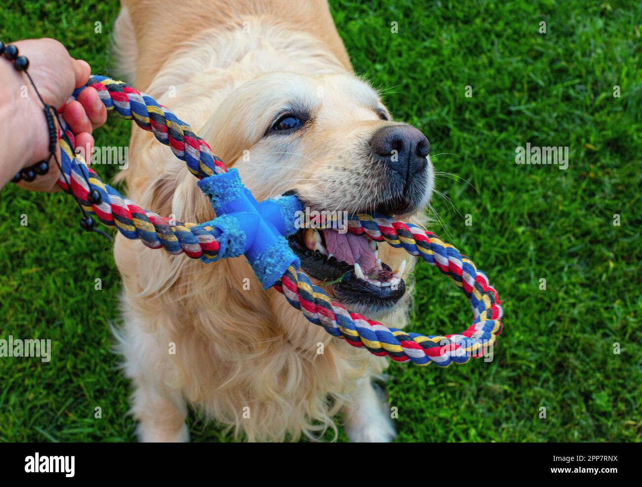 Il golden retriever cane Foto Stock