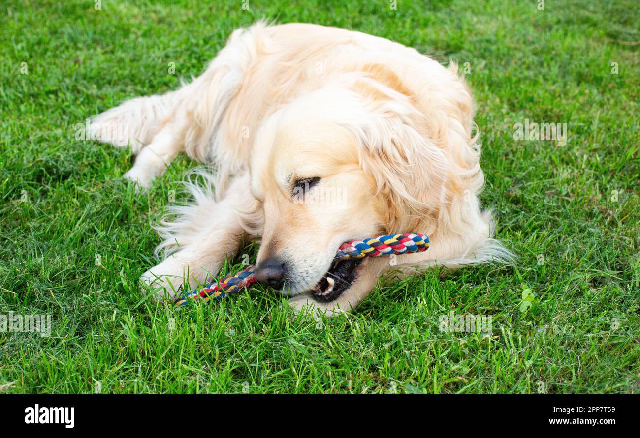 Il golden retriever cane Foto Stock