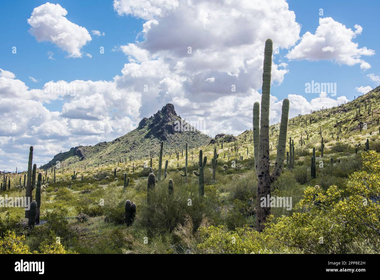 Paesaggi scenici dal Picacho Peak state Park, Picacho, Arizona, Stati Uniti, habitat del deserto di sonora con saguaros e fiori selvatici Foto Stock