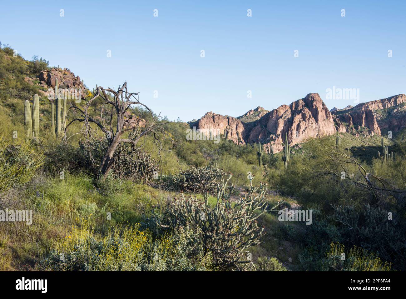 Paesaggio panoramico del deserto di sonora in primavera, Lower Salt River Recreation Area, Tonto National Forest, Mesa, Arizona, USA Foto Stock