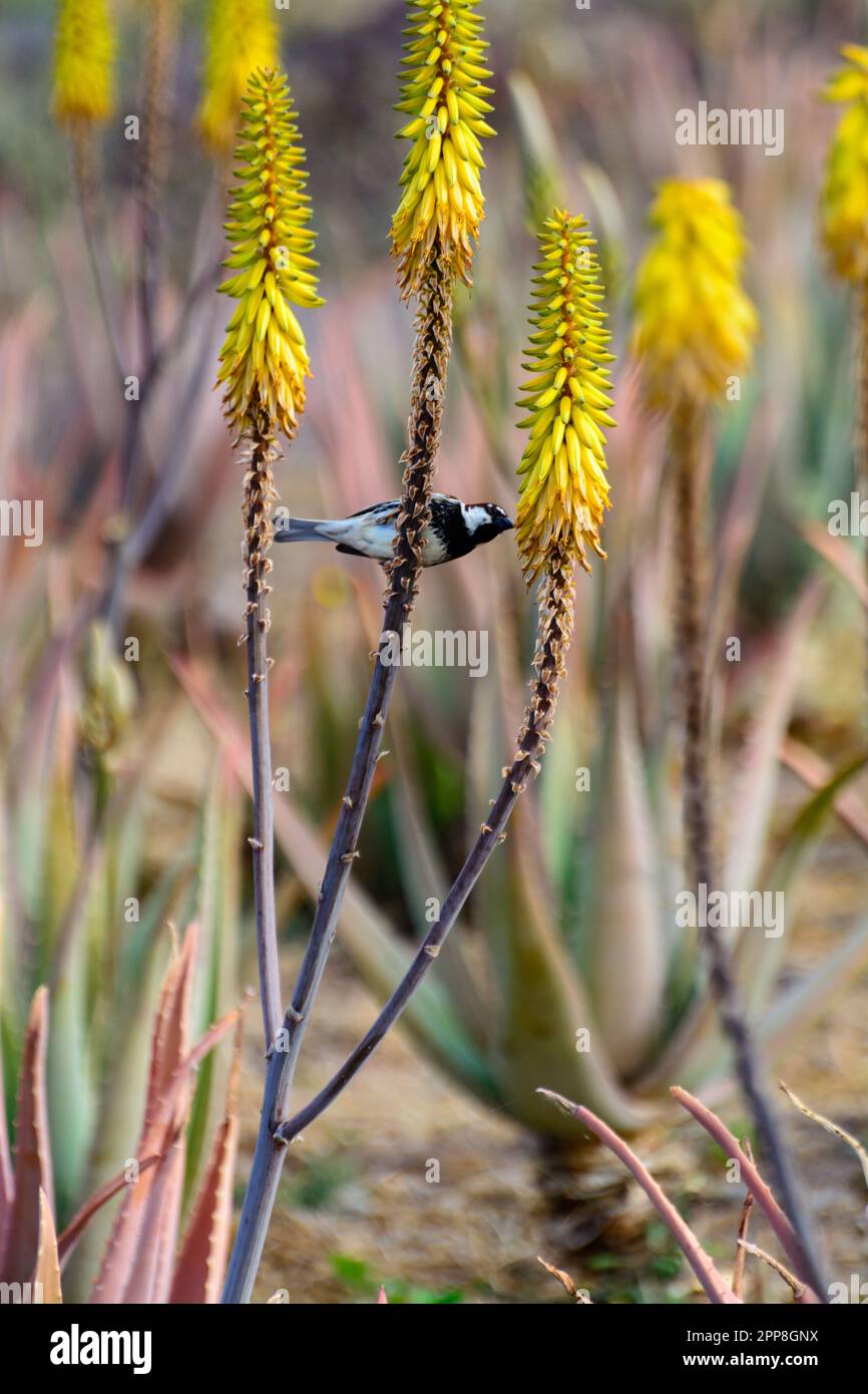 Canary Bird siede su fiori di aloe gialle, piantagione di aloe vera, coltivazione di aloe vera, piante sane usate per la medicina, cosmetici, cura della pelle, decora Foto Stock