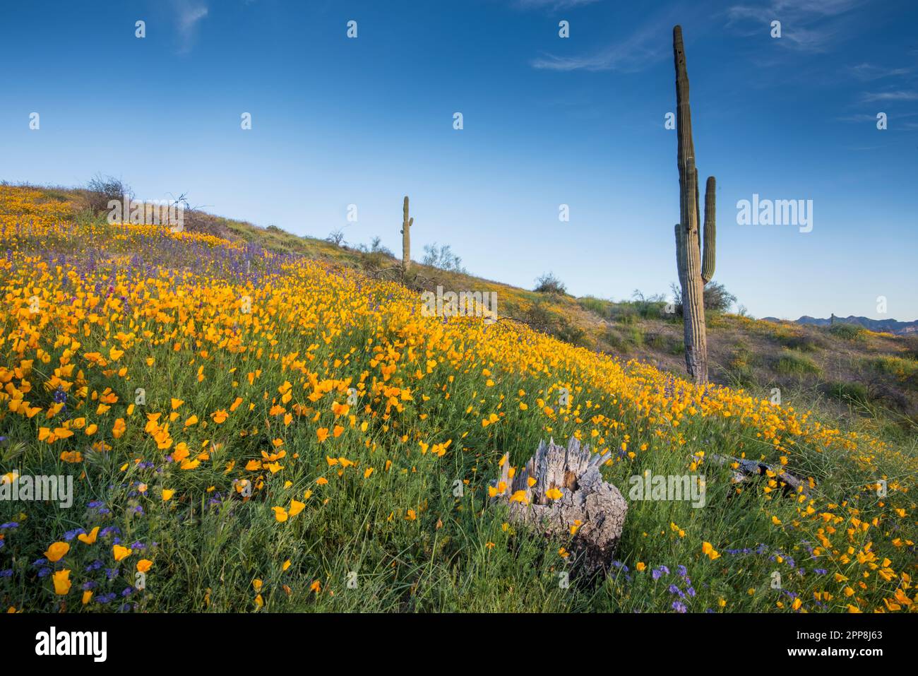 Panorama di fiori selvatici, papavero messicano, superfioritura, Bush Highway, Lower Salt River Recreation Area, Tonto National Forest, Mesa, Arizona, USA Foto Stock