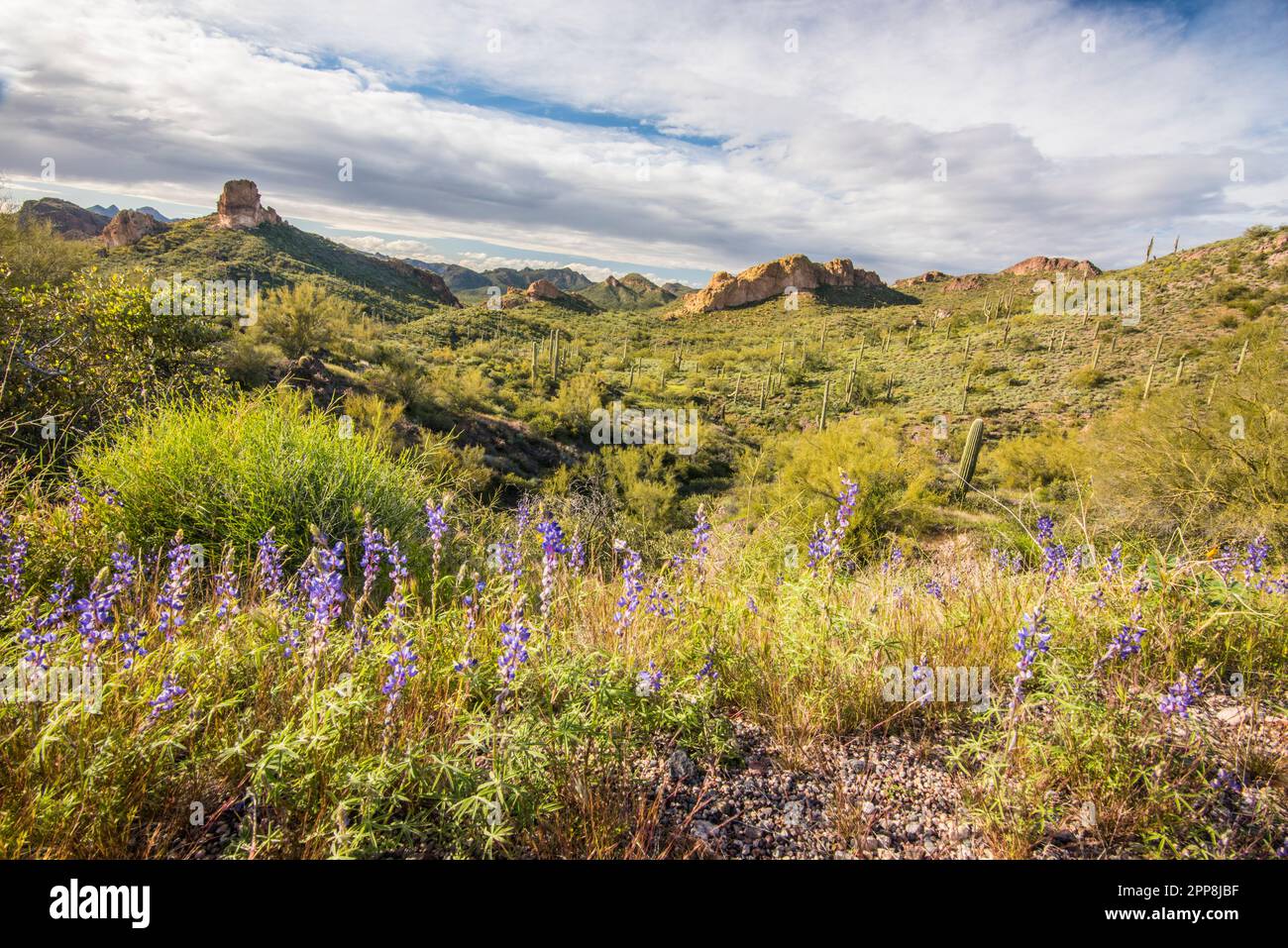 Vista panoramica del paesaggio lungo lo storico Apache Trail fino a Tortilla Flat, Tonto National Forest, Apache Junction, Mesa, Arizona, STATI UNITI Foto Stock