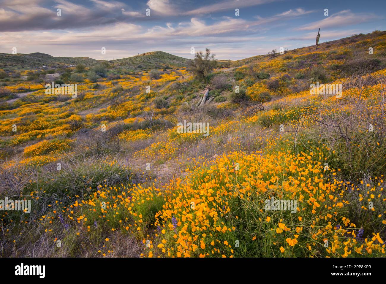 Panorama di fiori selvatici, papavero messicano, superfioritura, Bush Highway, Lower Salt River Recreation Area, Tonto National Forest, Mesa, Arizona, USA Foto Stock