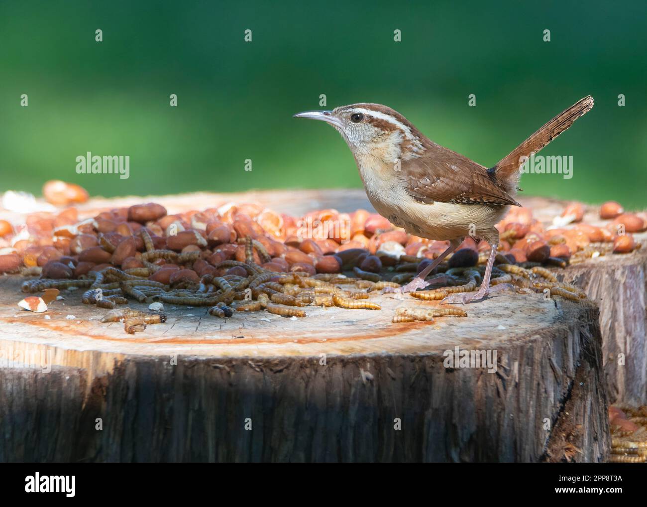 Carolina Wren arroccato ad un alimentatore di uccello di vermi di pasto. Foto Stock