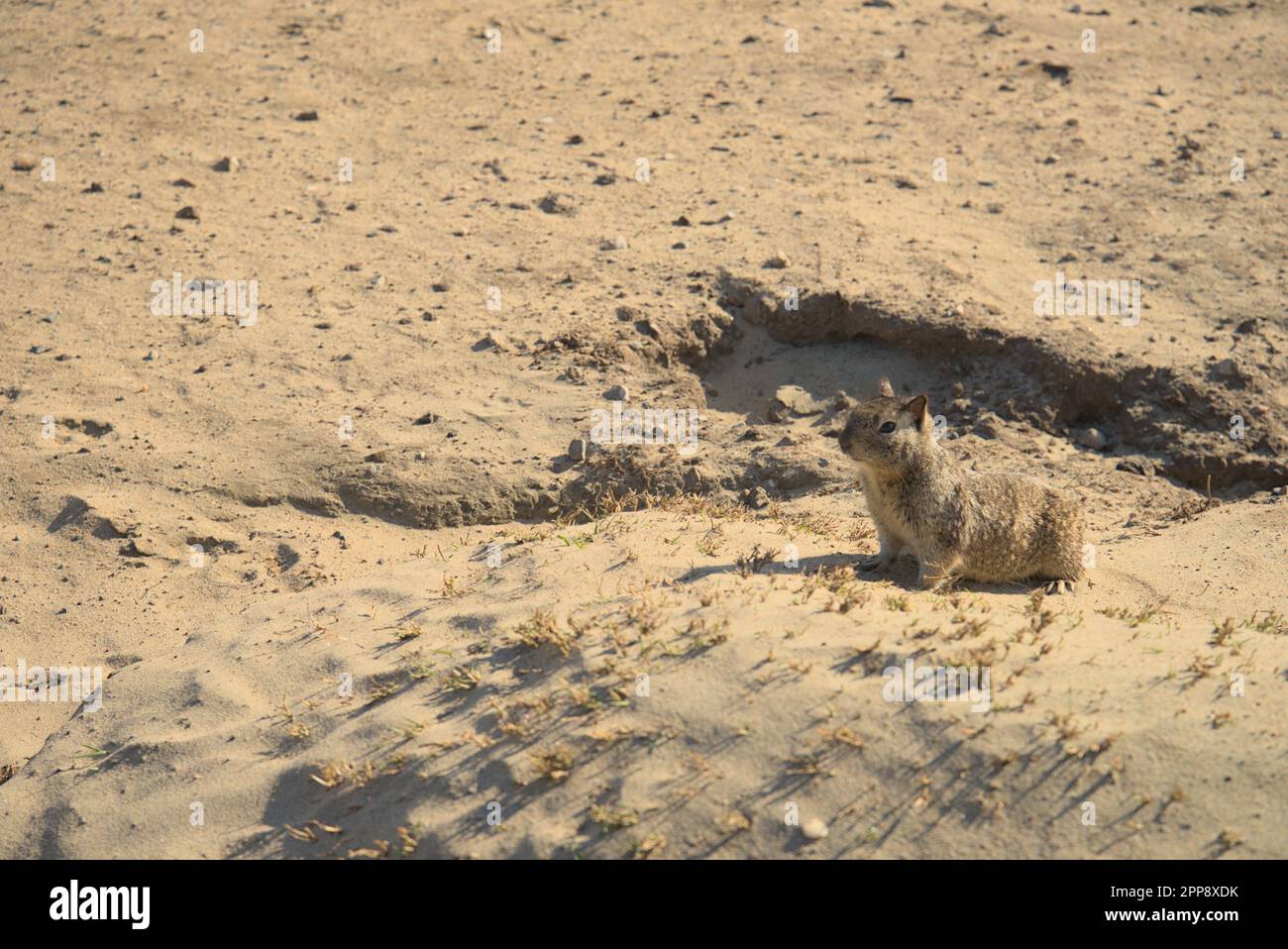 California fauna selvatica ; stile di vita in forma di scoiattolo spiaggia, guardando il cibo in sabbie sabbie sabbie su sabbie di Huntington Beach. Foto Stock