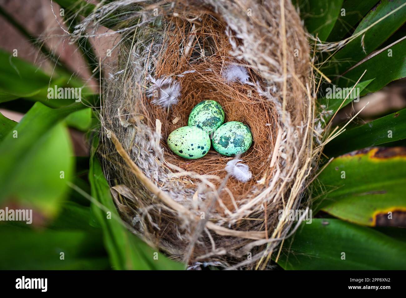 nido di uccello sul ramo dell'albero con tre uova all'interno, uova di uccello sugli uccelli nido e piuma nella foresta estiva, uova concetto di pasqua Foto Stock
