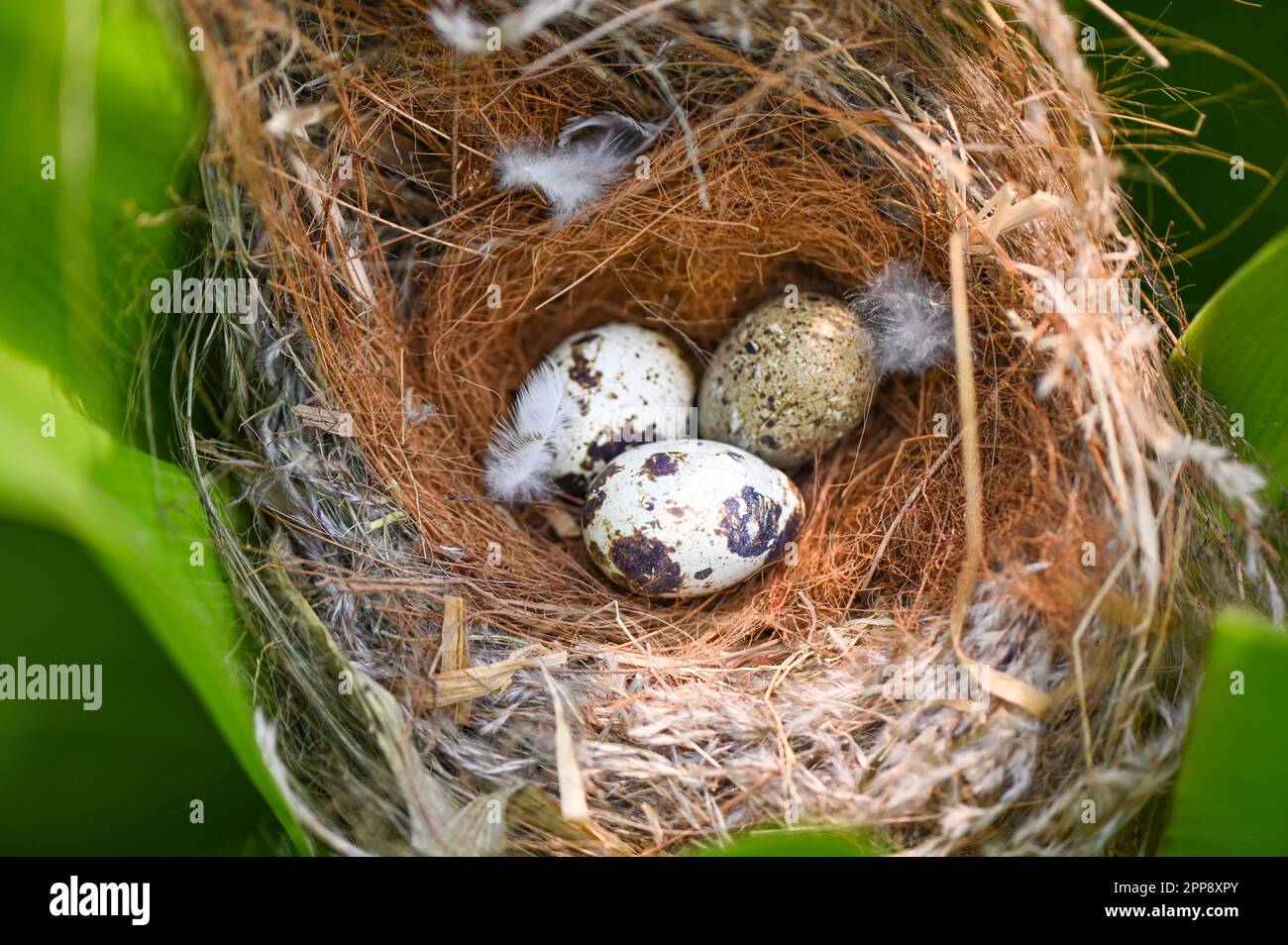nido di uccello sul ramo dell'albero con tre uova all'interno, uova di uccello sugli uccelli nido e piuma nella foresta estiva, uova concetto di pasqua Foto Stock