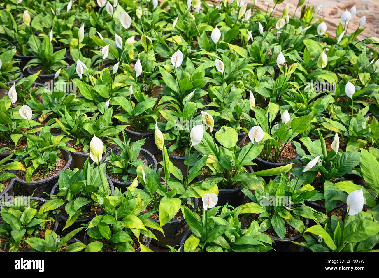 Borsa di peace lily Seedling nel giardino per piantare per la casa decorativa spathiphyllum wallisii comunemente noto come pianta ornamentale di peace lily Foto Stock