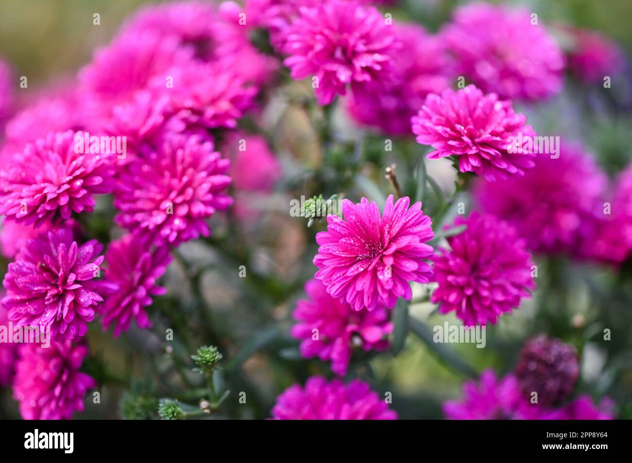 Fiore sul giardino, fiori rosa viola nel giardino Marguerite, Marguerite Michaelmas Daisy, Boston Daisy, Paris Daisy, Cobbity Daisy Foto Stock