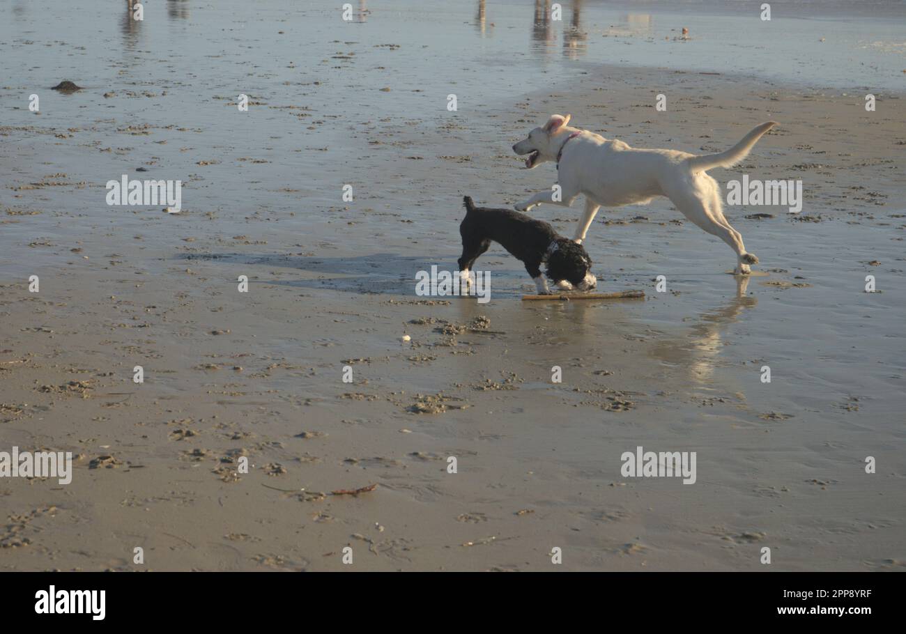 Due cani giocano sul litorale dell'Oceano Pacifico alla spiaggia di Huntington Dog. . Pieno di emozioni ed energia. Gli animali prendono la spiaggia e tutta la famiglia. Foto Stock