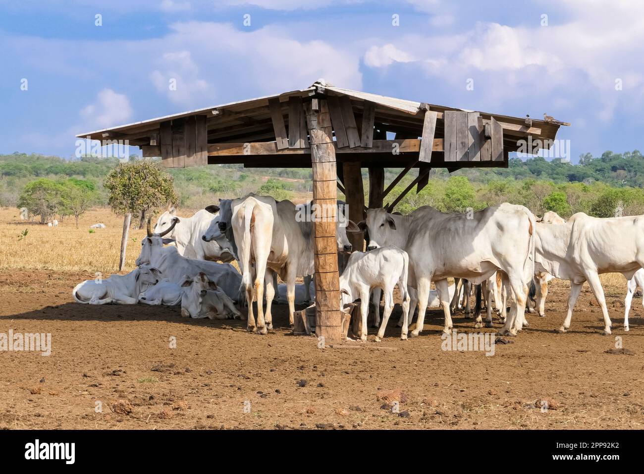 Gruppo di bovini bianchi sotto un tetto di capannone che si nutrono in una giornata di sole Foto Stock