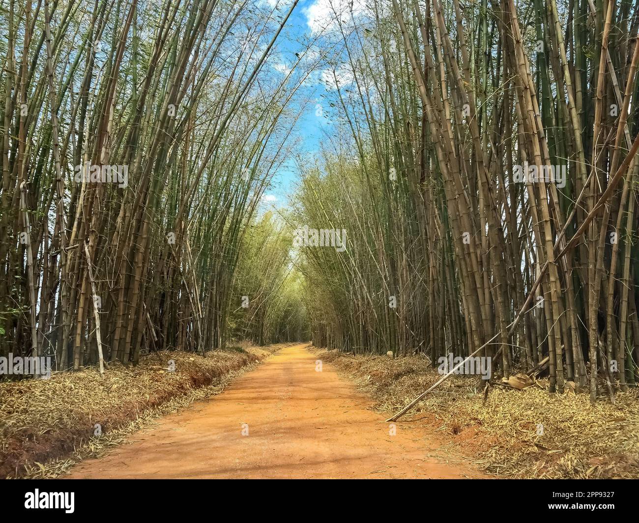 Strada sterrata rossa nel cerrado brasiliano che conduce attraverso un vicolo di bambù verde, cielo blu sullo sfondo, San Jose do Rio Claro, Mato Grosso, Brasile Foto Stock
