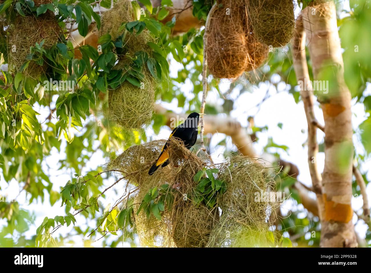 Cacique dal rombo giallo che si aggira sul suo nido artfully tessuto in un albero circondato da altri nidi, San Jose do Rio Claro, Mato Grosso, Brasile Foto Stock