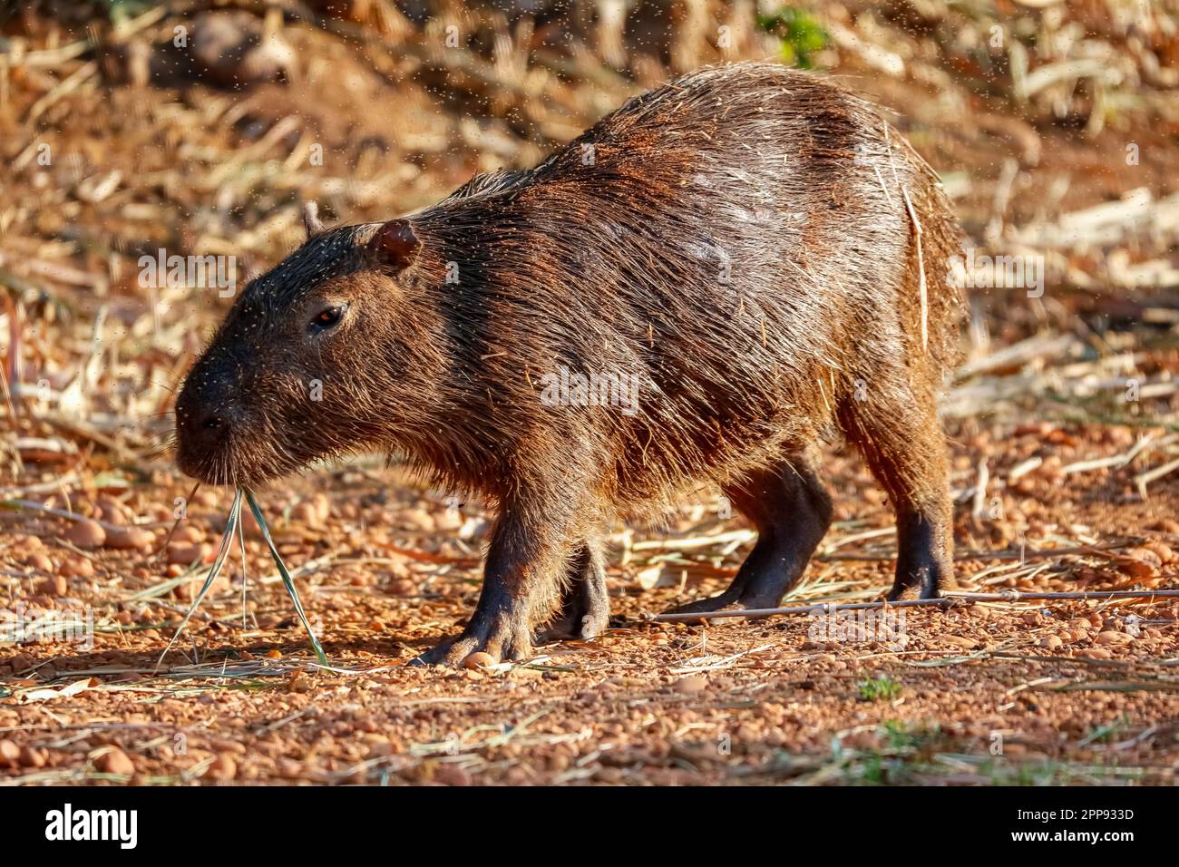 Carino capybara camminando alla luce calda del sole, guardando a sinistra, vista laterale, sullo sfondo naturale, San Jose do Rio Claro, Mato Grosso, Brasile Foto Stock