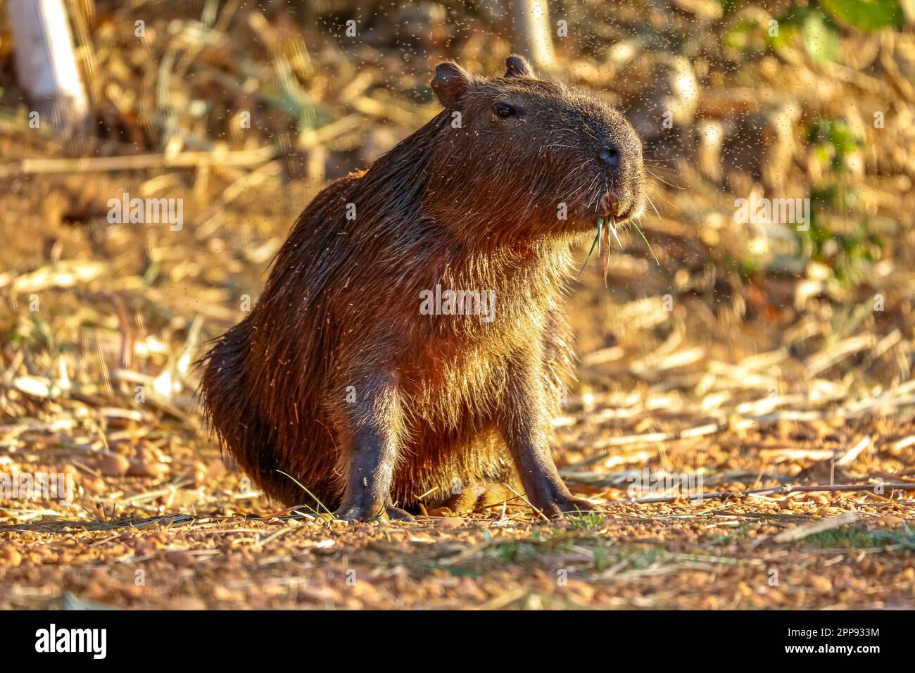 Carino capybara seduto a terra in calda luce del sole, guardando a destra, sullo sfondo naturale, San Jose do Rio Claro, Mato Grosso, Brasile Foto Stock