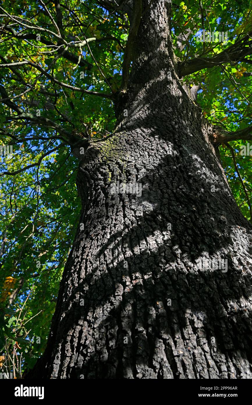 Quercia in autunno con trama dettagliata a Hagley Park, Christchurch, Nuova Zelanda Foto Stock