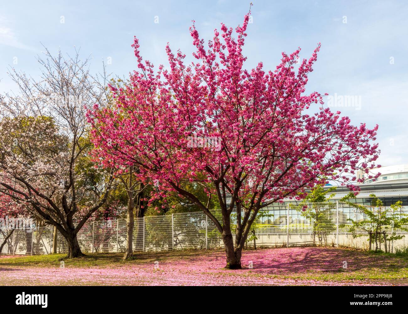 Bella Sakura fiori durante la stagione primaverile nel parco. Yokohama, Giappone Foto Stock