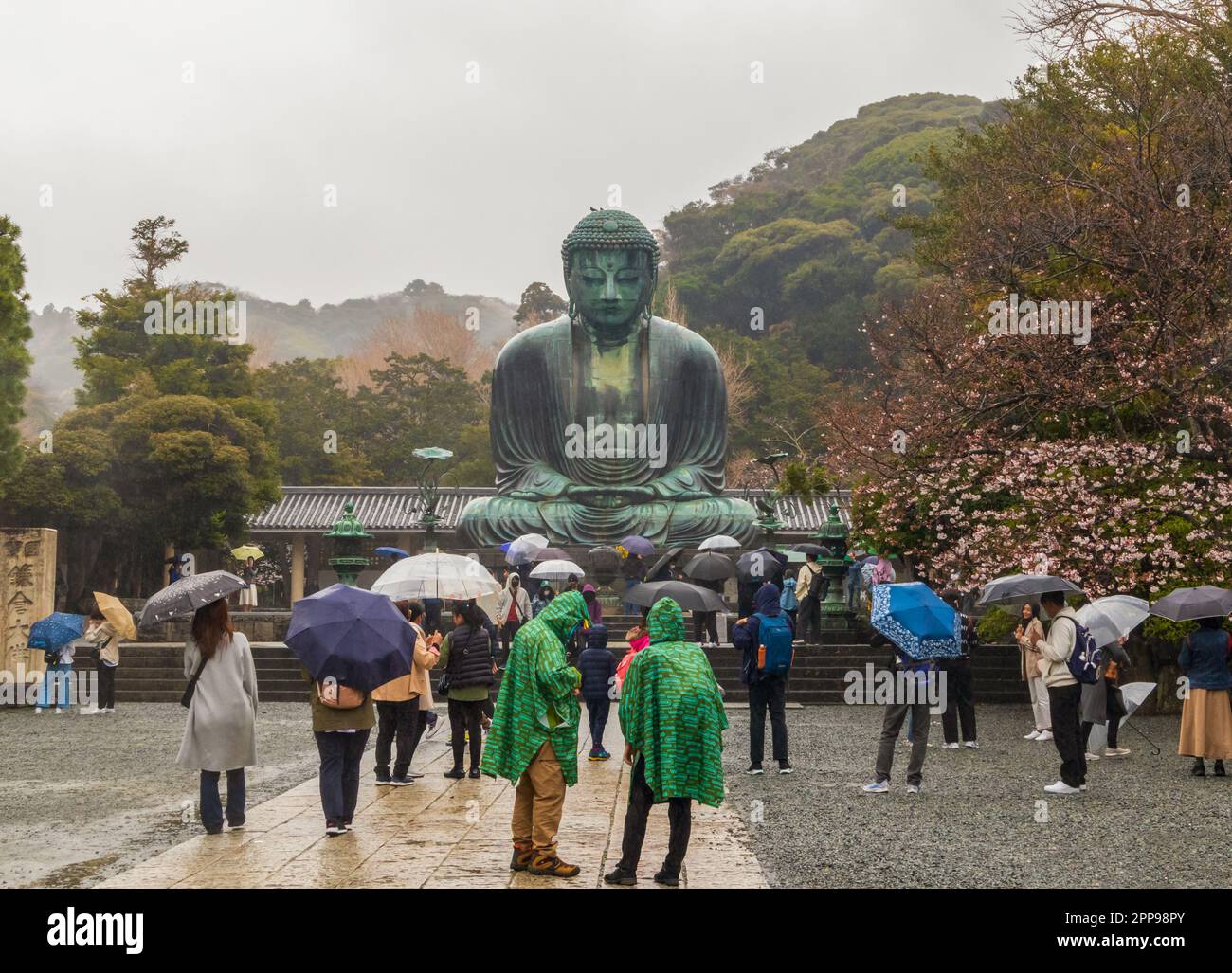 Kamakura, Giappone - 23 marzo 2023: Tempio Kotoku-in, Grande Buddha di Kamakura, Giappone Foto Stock