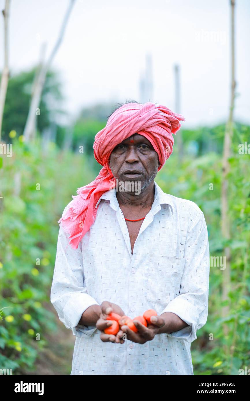 Allevamento di okra cinese indiano, agricoltore che tiene il baby okra cinese in fattoria Foto Stock
