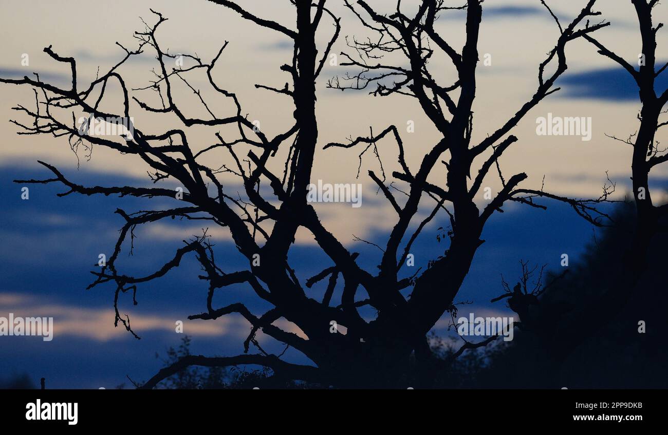 Strano sguardo vecchio albero morto contro il cielo tramonto, Voivodato Podlaskie, Polonia, Europa Foto Stock