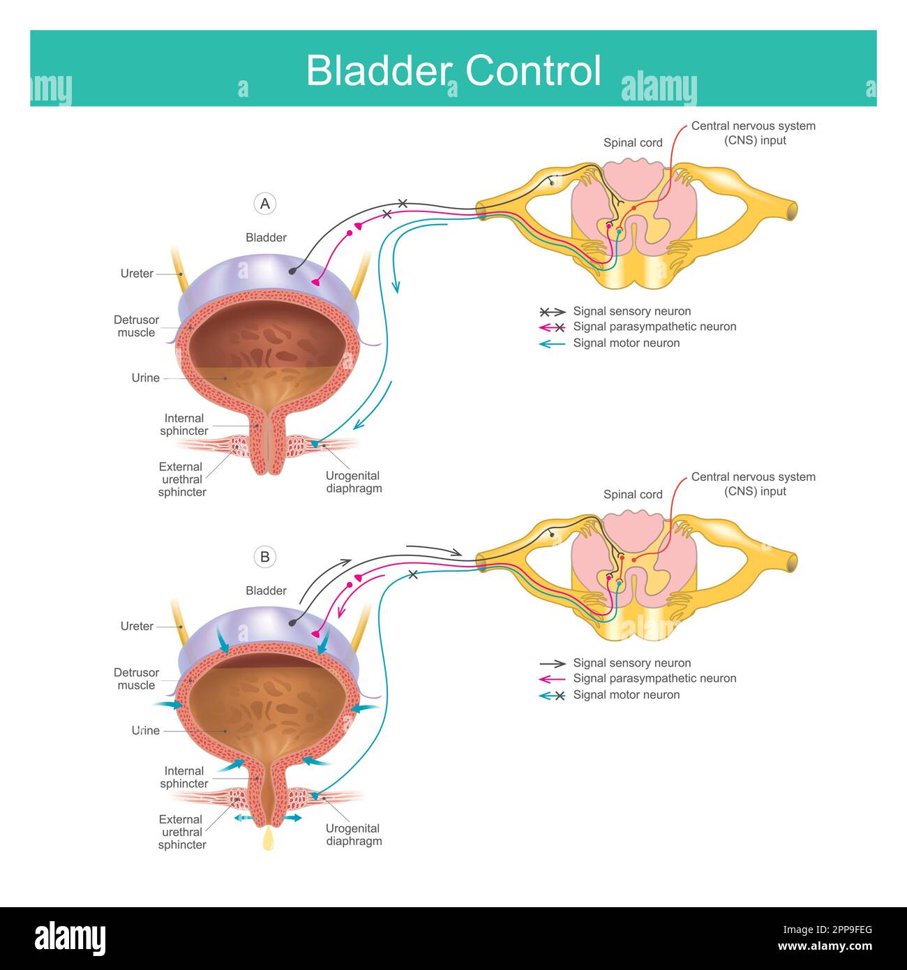 Controllo della vescica. I muscoli della vescica controllano la minzione quando il tempo è giusto. Illustrazione Vettoriale