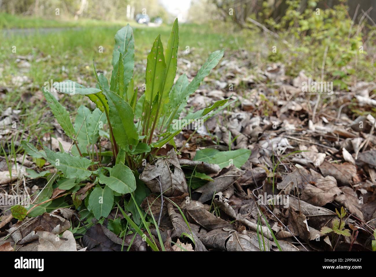 Primo piano a basso angolo naturale su un verde emergente giardino sorgo, o Aur dock, Rumex acetosa, una verdura selvatica Foto Stock