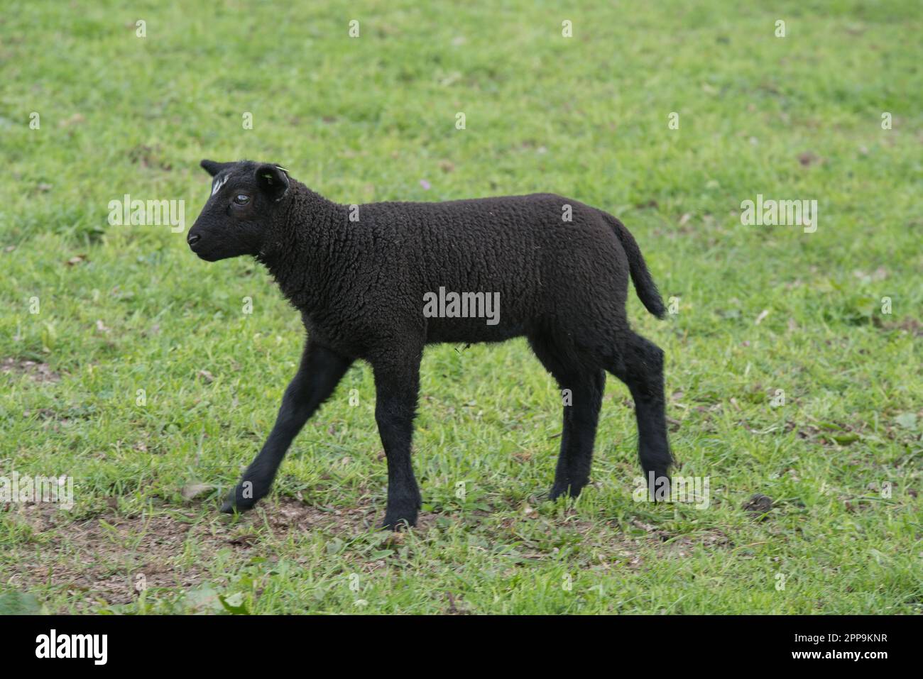 Schafsherde gesehen in Hulshorst / Niederlande auf der Fahrt nach Harderwijk Foto Stock