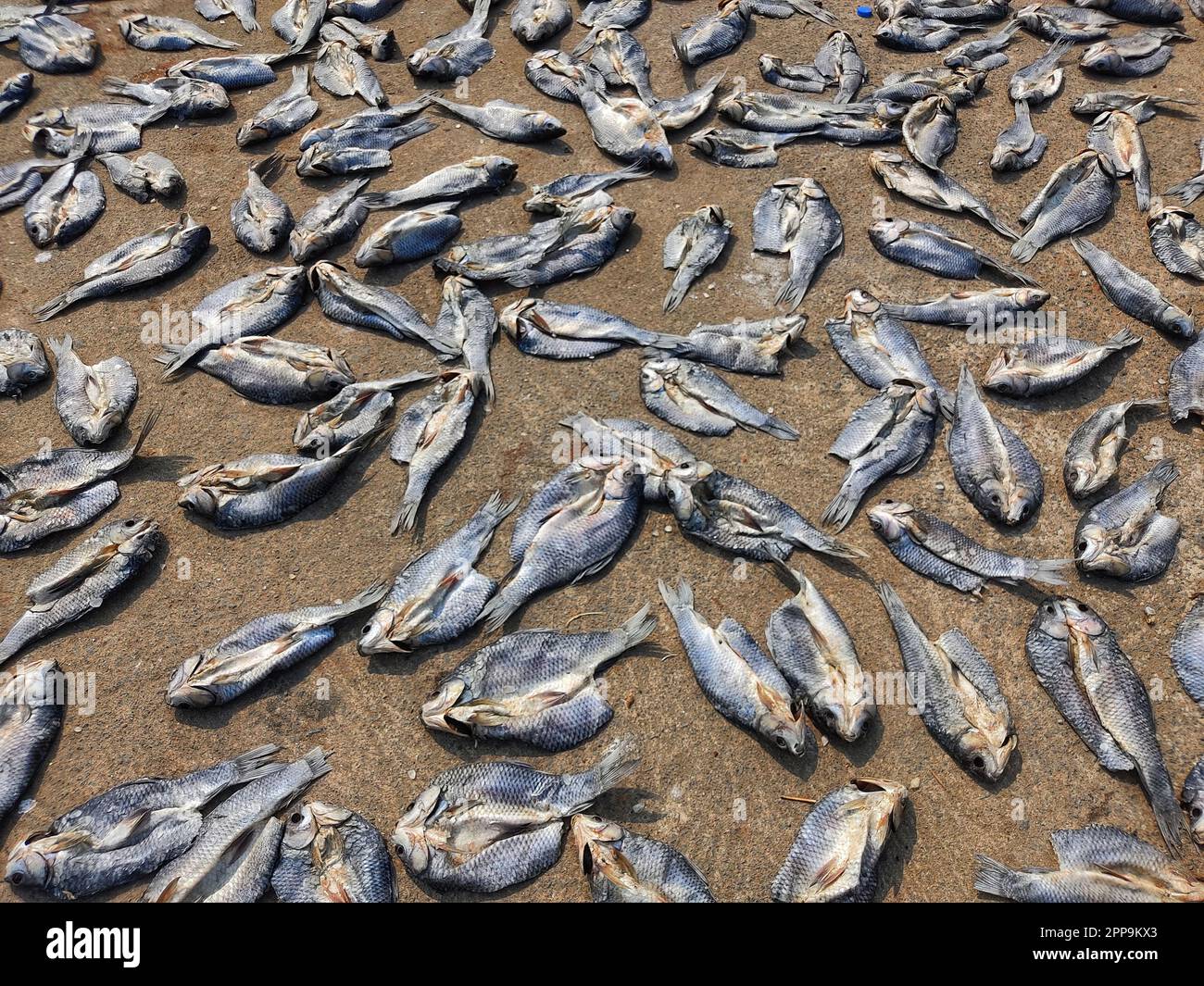 lotti di pesce secco che posano sul terreno per asciugare in calore di sole Foto Stock