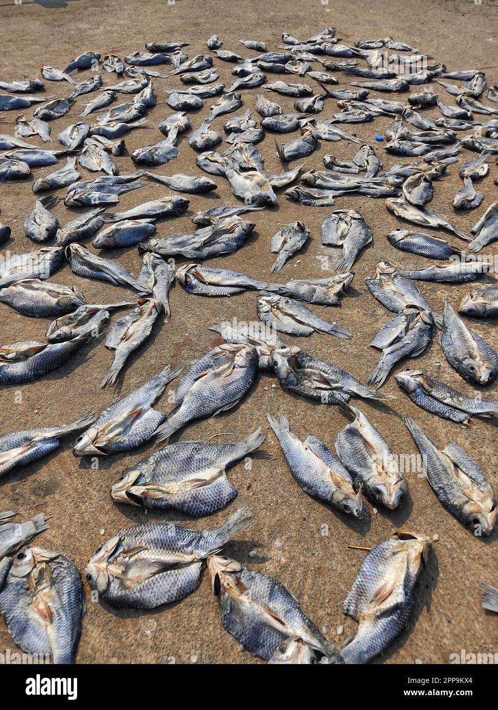 lotti di pesce secco che posano sul terreno per asciugare in calore di sole Foto Stock