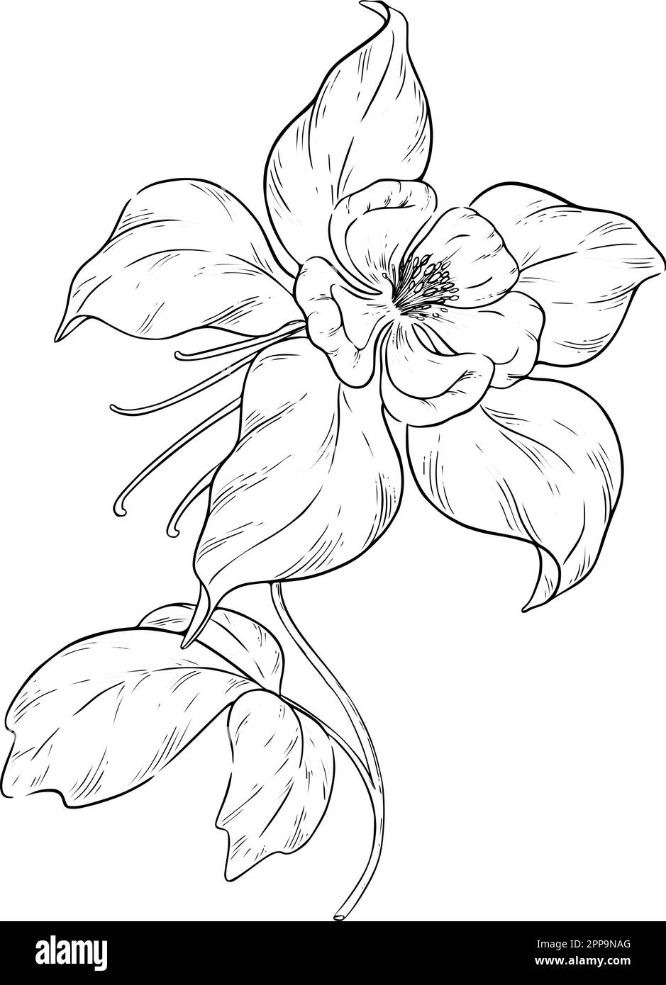 Illustrazioni botaniche Otline. Perfetto per il design di confezioni, inviti e libri da colorare. Illustrazione Vettoriale