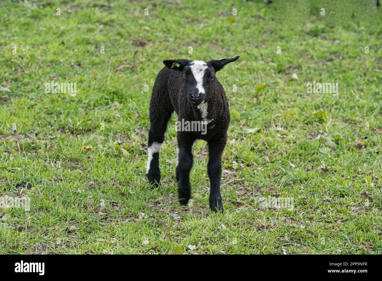 Schafsherde gesehen in Hulshorst / Niederlande auf der Fahrt nach Harderwijk Foto Stock