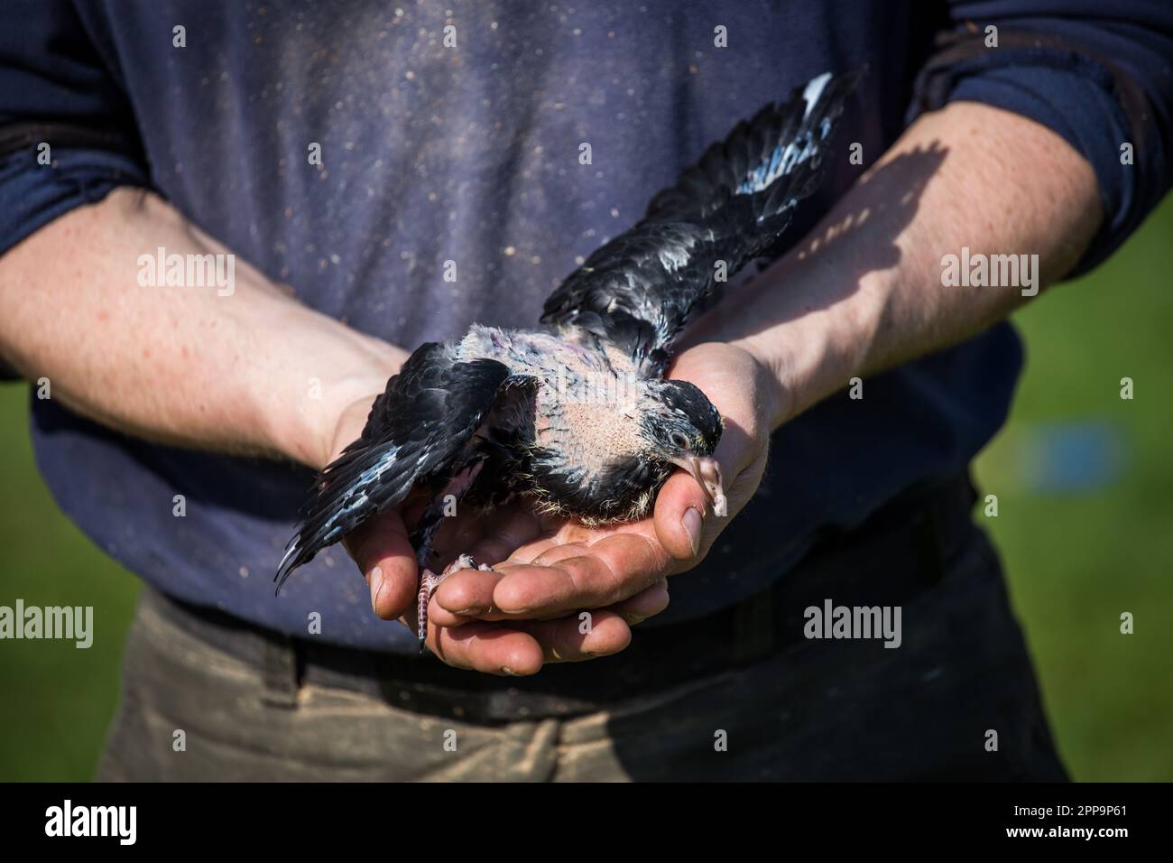 Pigeon baby, lo squab del Waldviertler Kröpfer (cavolo di ropper Waldviertel), una razza di piccione a rischio circale proveniente dalla regione di Waldviertel, Austria Foto Stock