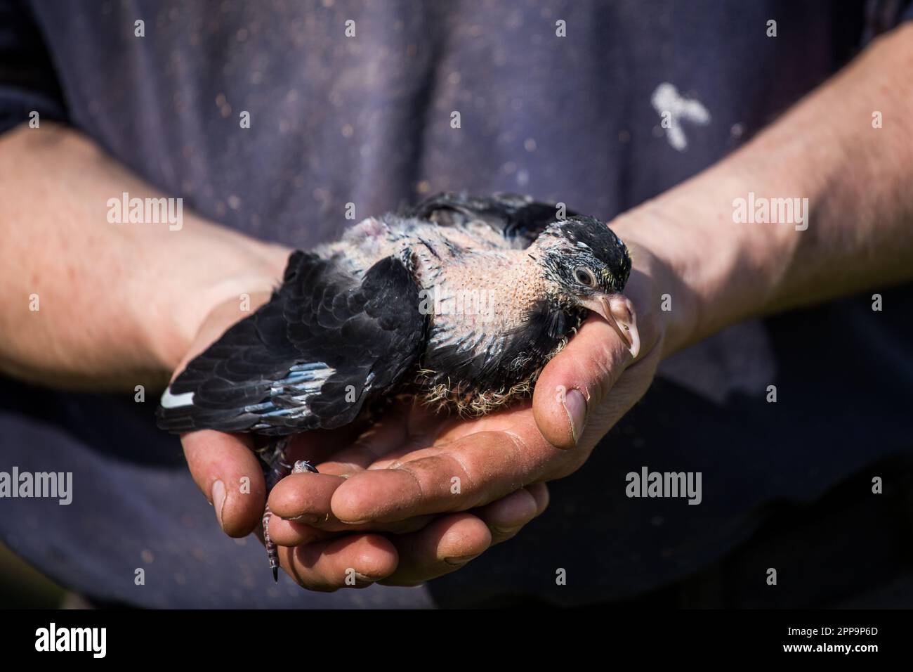 Pigeon baby, lo squab del Waldviertler Kröpfer (cavolo di ropper Waldviertel), una razza di piccione a rischio circale proveniente dalla regione di Waldviertel, Austria Foto Stock