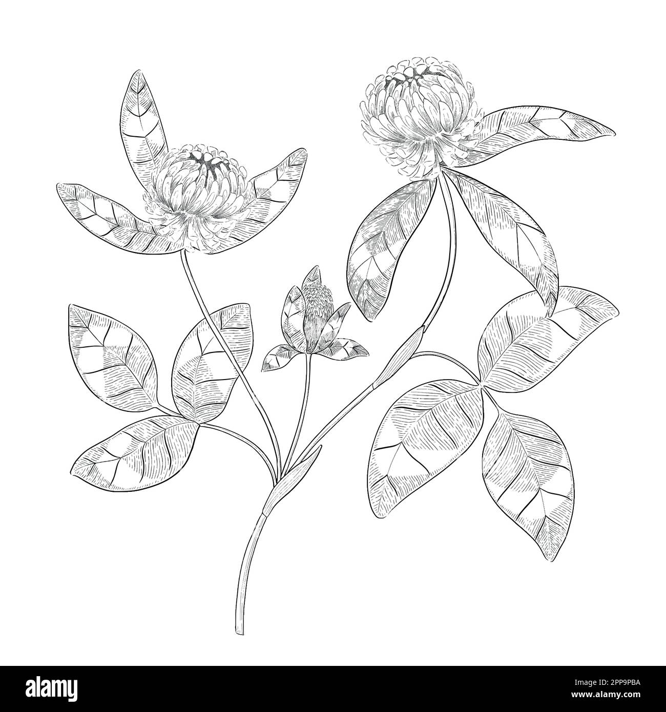 Delineare le illustrazioni vettoriali floreali. Perfetto per creare inviti, blog, confezioni e libri da colorare. Set di illustrazioni botaniche. Illustrazione Vettoriale