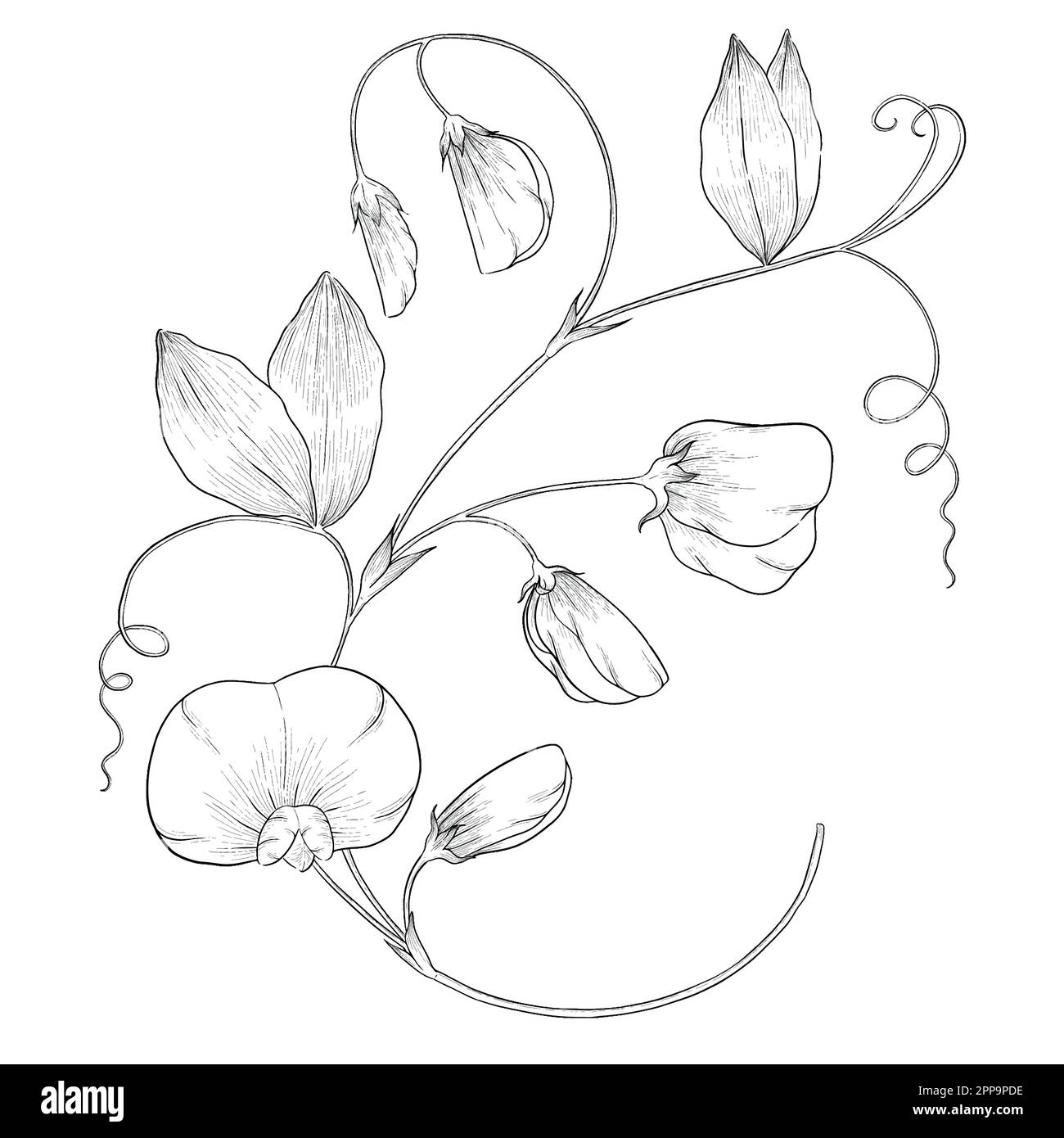 Delineare le illustrazioni vettoriali floreali. Perfetto per creare inviti, blog, confezioni e libri da colorare. Set di illustrazioni botaniche. Illustrazione Vettoriale