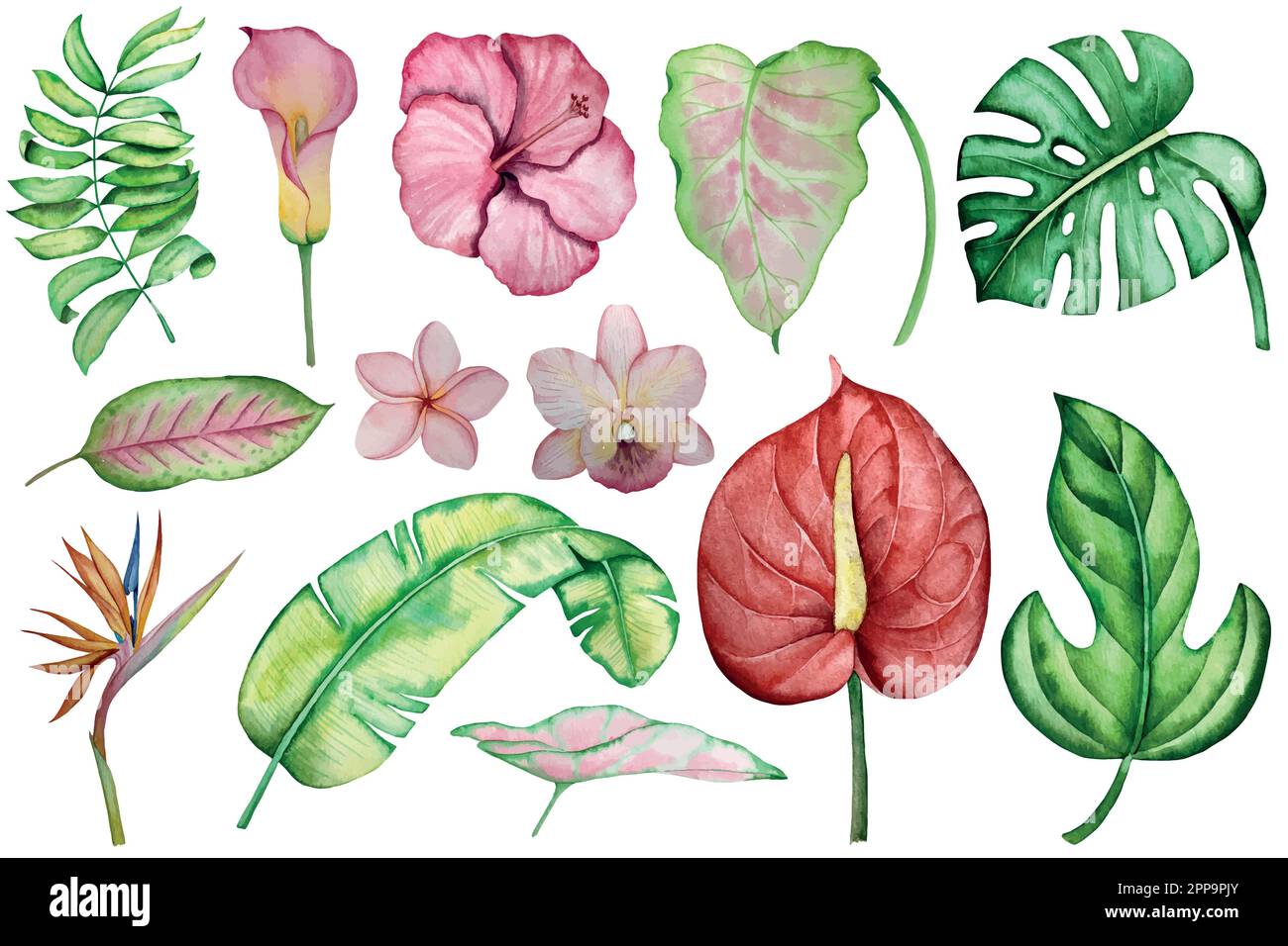 Set di acquerelli con illustrazione di piante tropicali. Illustrazione Vettoriale