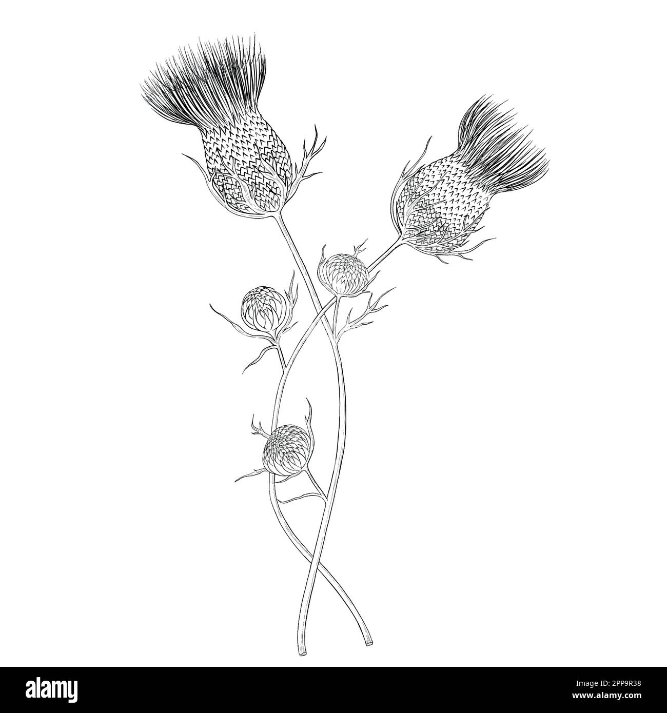 Delineare le illustrazioni vettoriali floreali. Perfetto per creare inviti, blog, confezioni e libri da colorare. Set di illustrazioni botaniche. Illustrazione Vettoriale