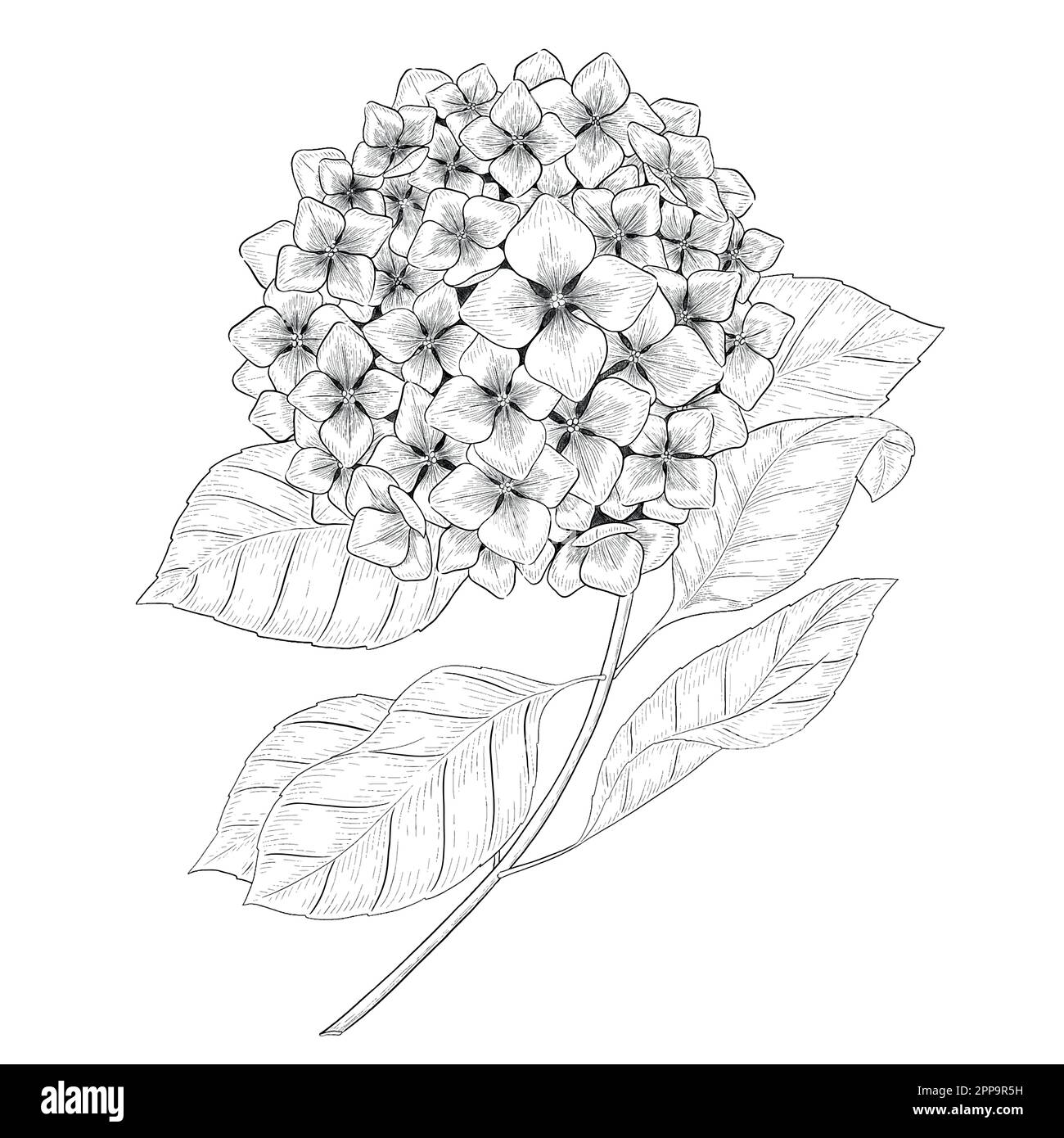 Delineare le illustrazioni vettoriali floreali. Perfetto per creare inviti, blog, confezioni e libri da colorare. Set di illustrazioni botaniche. Illustrazione Vettoriale