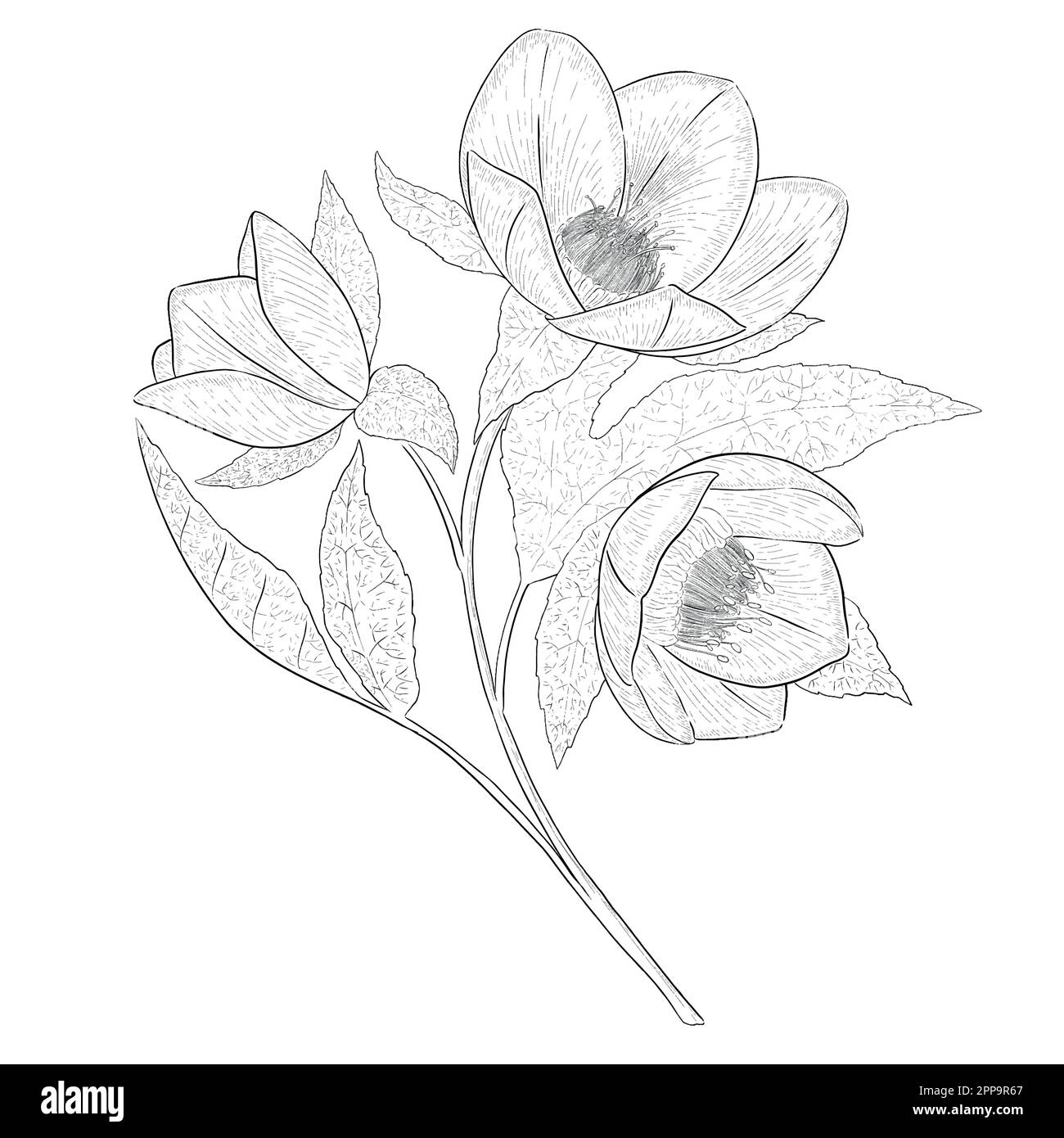 Delineare le illustrazioni vettoriali floreali. Perfetto per creare inviti, blog, confezioni e libri da colorare. Set di illustrazioni botaniche. Illustrazione Vettoriale